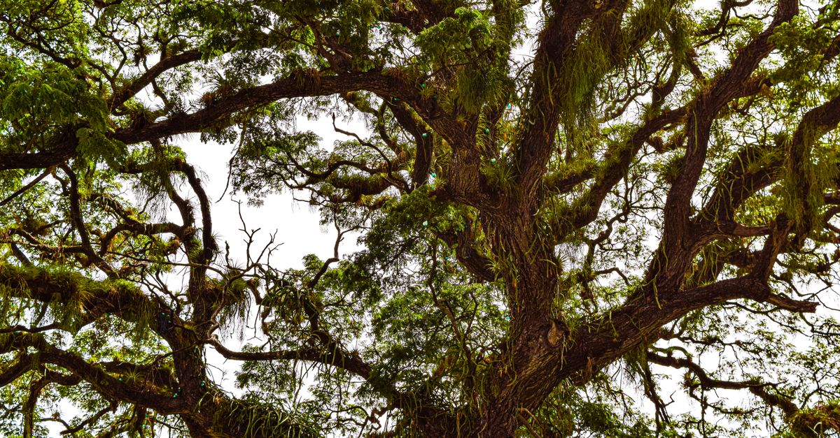 Lush rain tree canopy displaying intricate branches, Kingston, Jamaica.